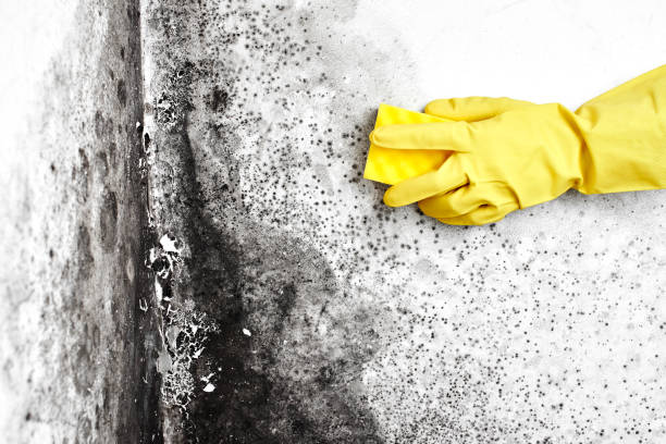 Best Preventive Mold Services in Man, WV