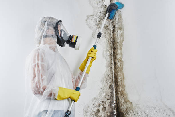 Best Attic Mold Remediation in Man, WV