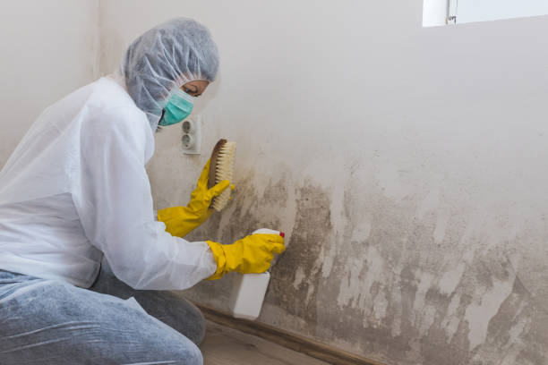 Best Residential Mold Remediation in Man, WV