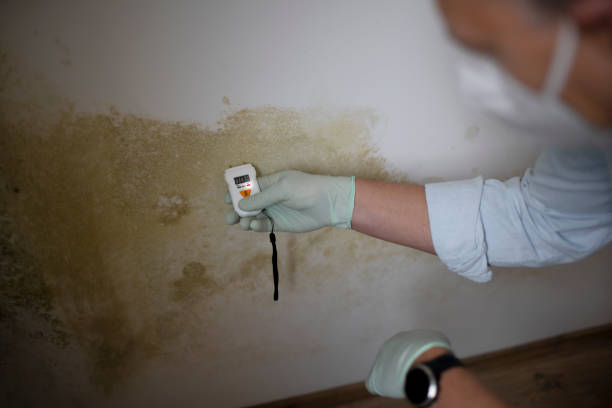 Best Industrial Mold Remediation in Man, WV