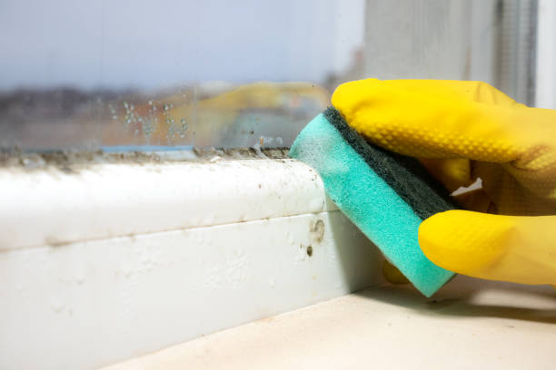 Best Kitchen Mold Remediation in Man, WV