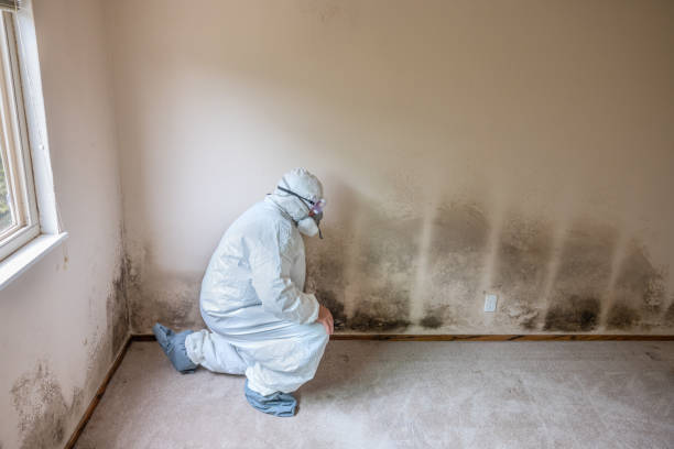 Best Bathroom Mold Remediation in Man, WV