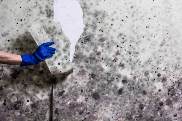 Best Post-Flood Mold Remediation in Man, WV