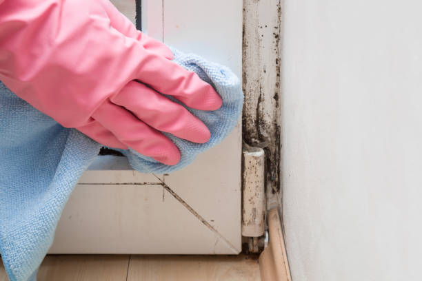 Best Attic Mold Remediation in Man, WV
