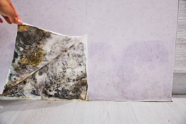 Professional Mold Remediation in Man, WV